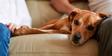 How to rehome a Battersea dog .